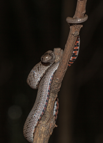 Deuve's Kukri Snake