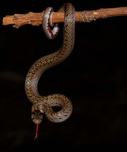 Deuve's Kukri Snake