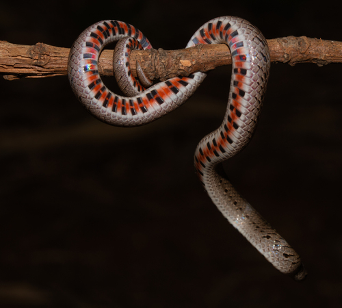 Deuve's Kukri Snake