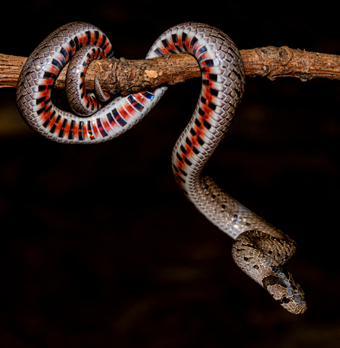 Deuve's Kukri Snake