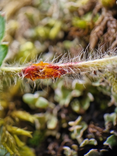 Phragmidium fragariae