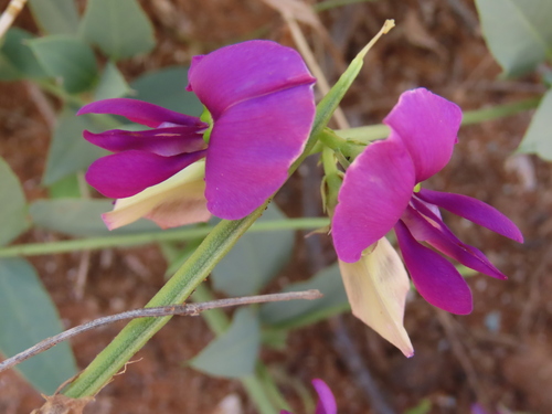 Image of Purple Desert Bean (Otoptera burchellii) by no rights reserved