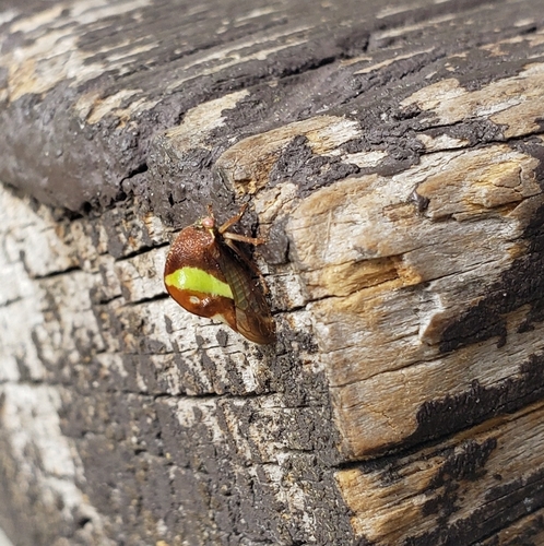 Smilia fasciata photo 3