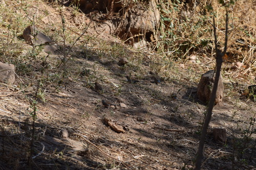 Red-cheeked Cordonbleu