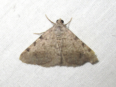 Frederickia disparcata