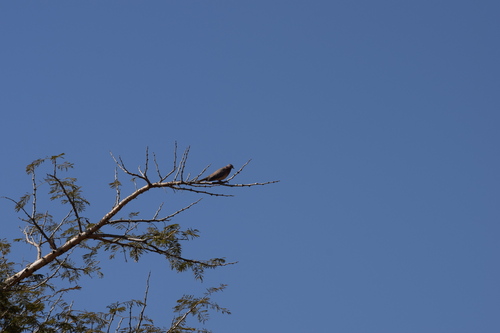Laughing Dove