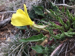 Oenothera flava