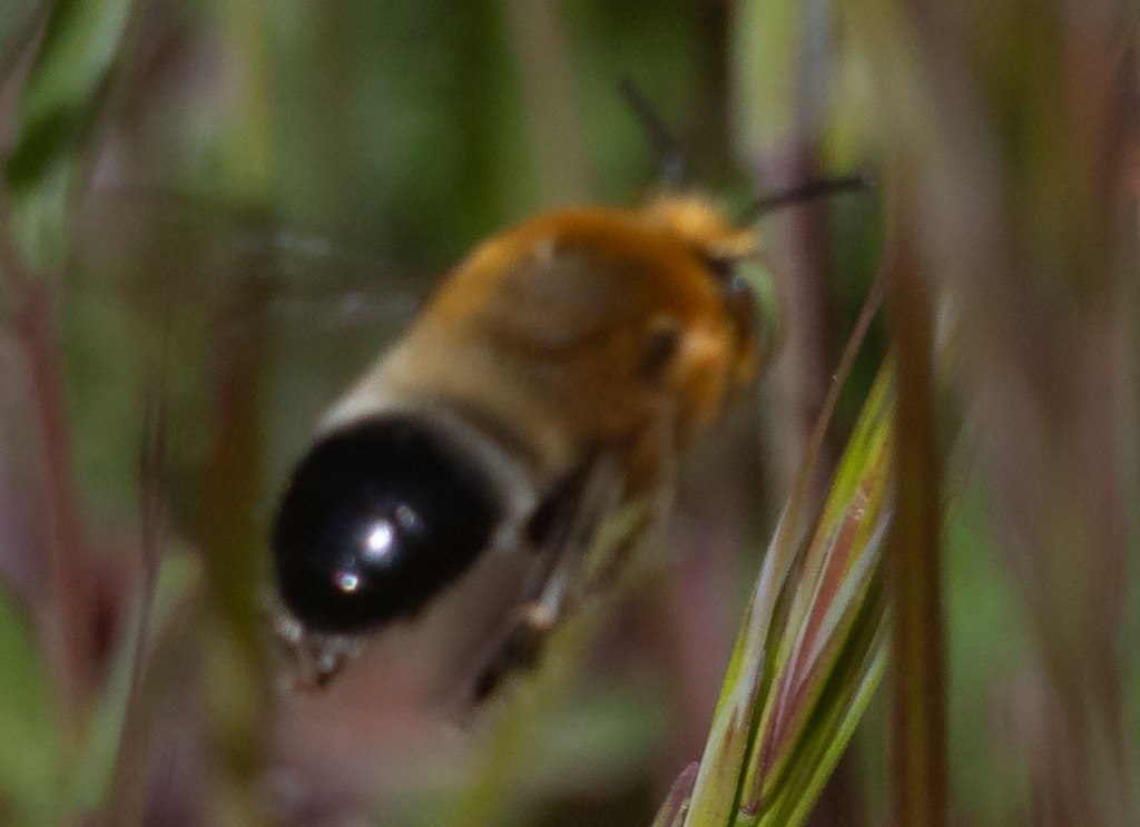 Crotch's Digger Bee