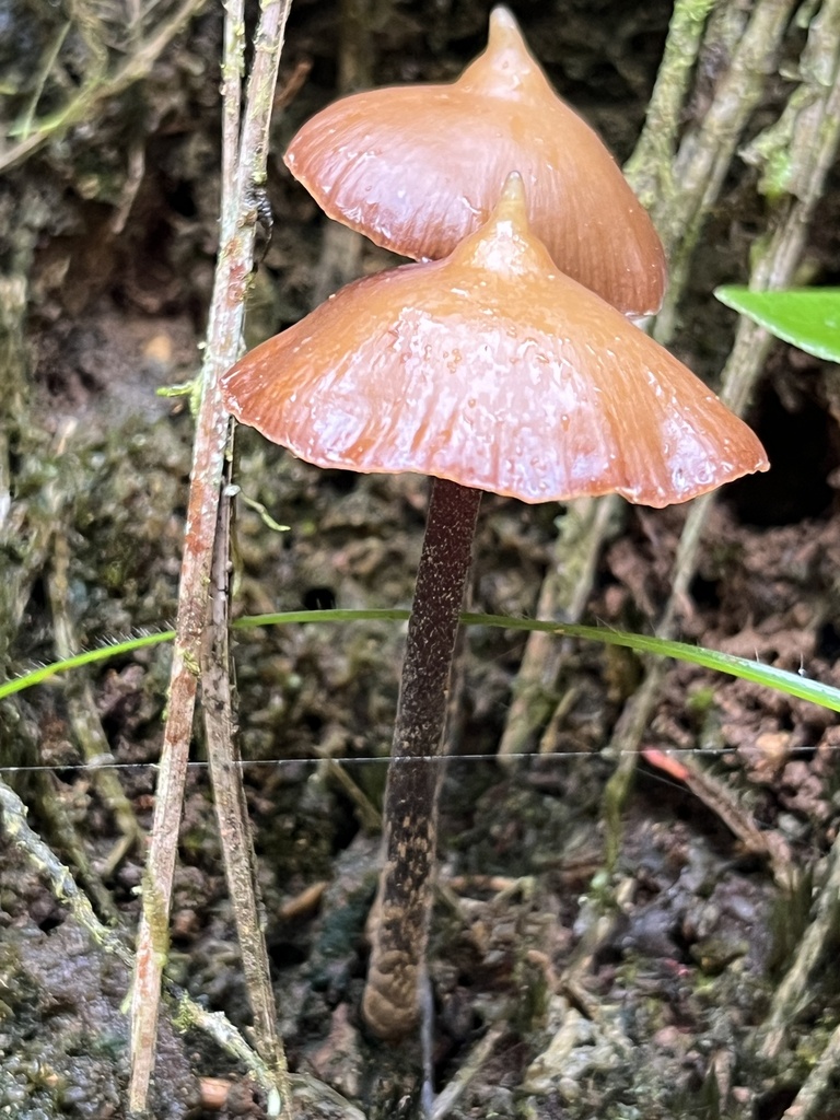 Psilocybe hoogshagenii · March 2024 · photo: © harrier (iNaturalist, cc-by)