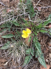 Oenothera flava