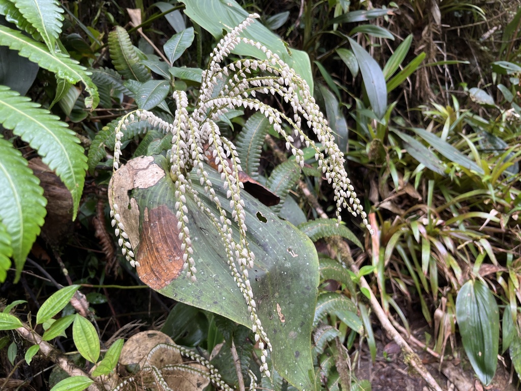 Pleurothallis colossus