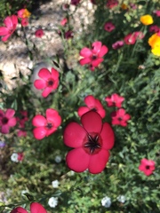 Linum grandiflorum