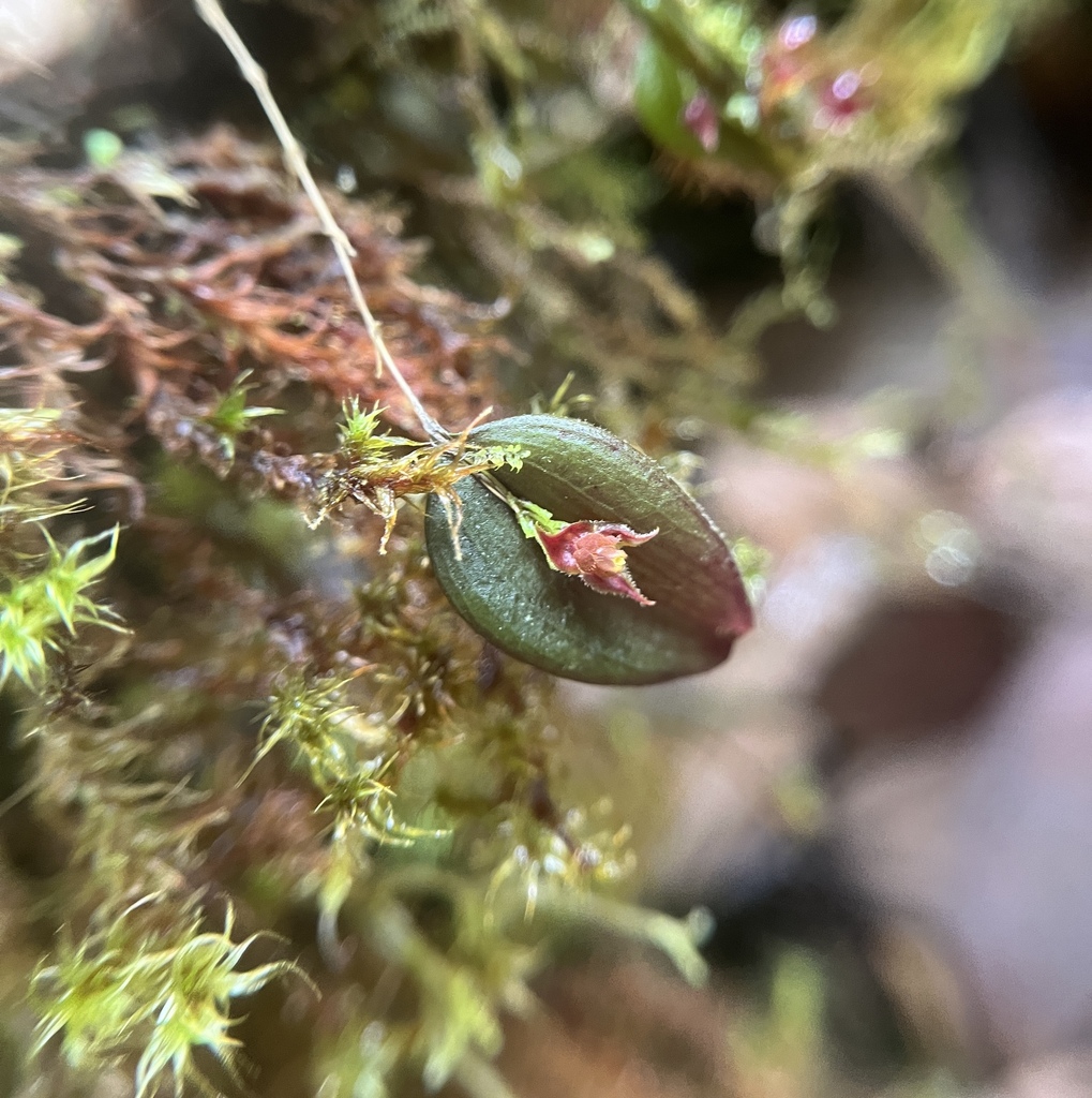 Lepanthes chocoensis