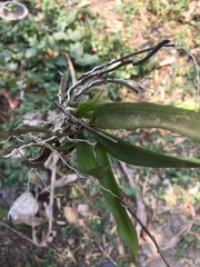 Ionopsis utricularioides