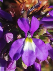 Lobelia valida