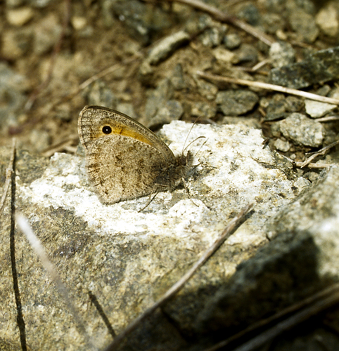 Hyponephele naubidensis