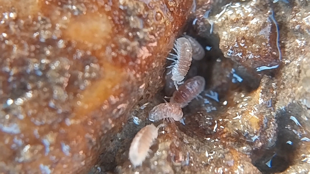 Buchnerillo atlanticus