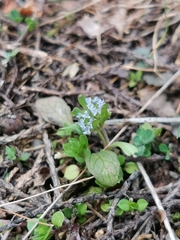 Corn Salad (Valeriana locusta)