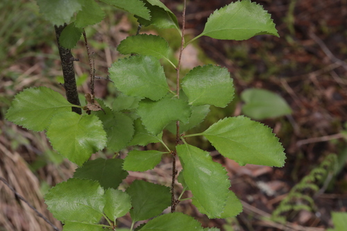 Betula humilis