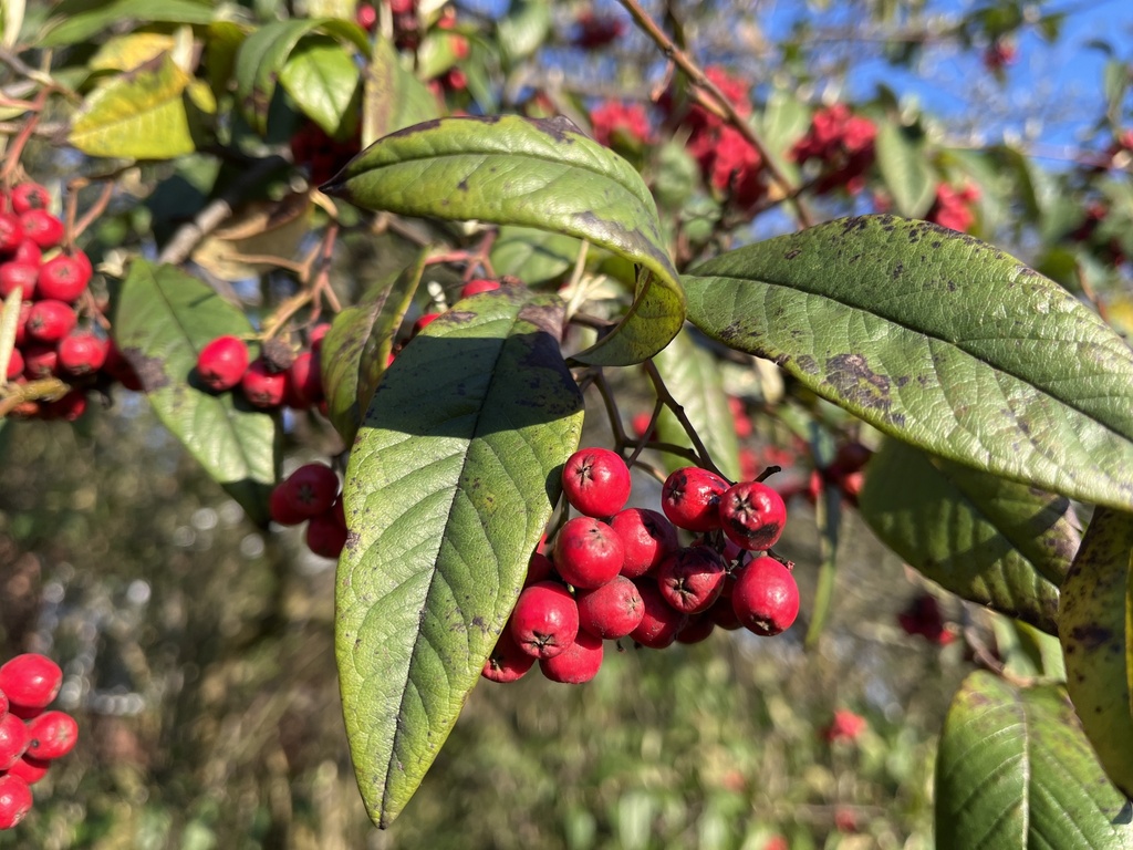 Waterer's Cotoneaster