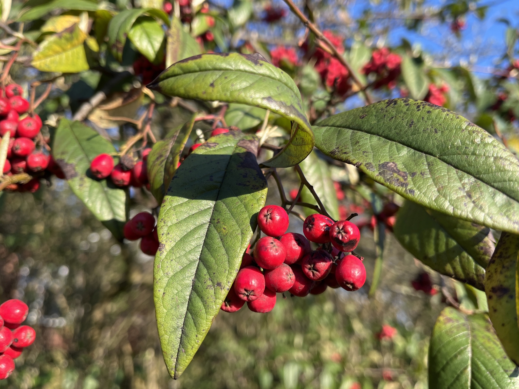 Cotoneaster X watereri