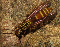 Polybia bistriata