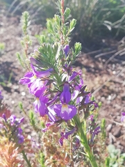 Lobelia valida