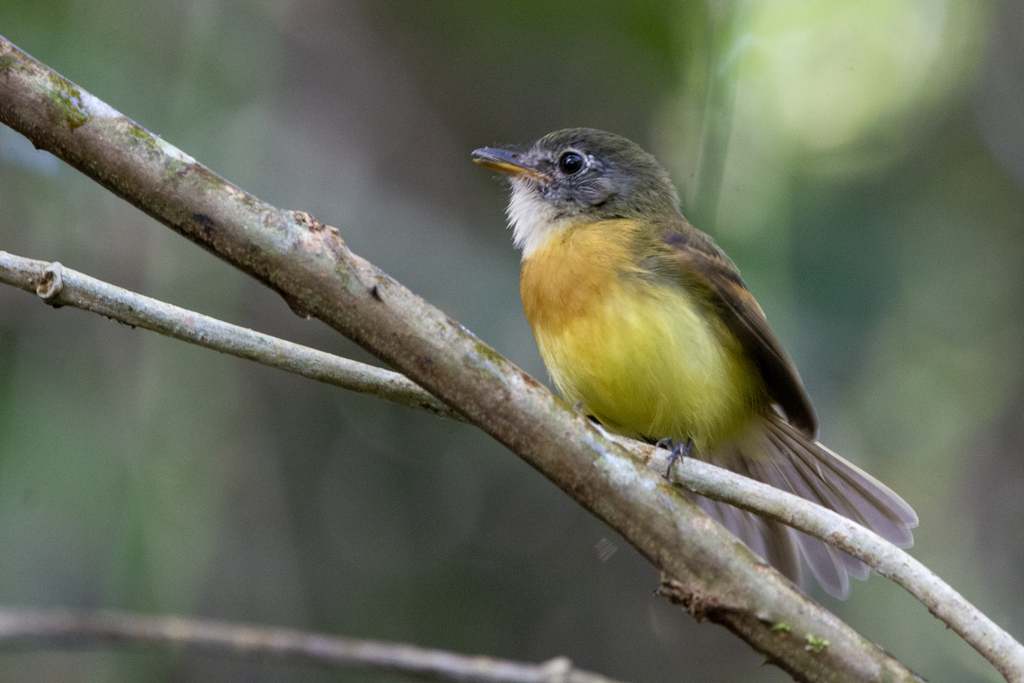 Tawny-chested Flycatcher photo