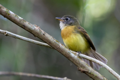 Tawny-Chested Flycatcher photo 1