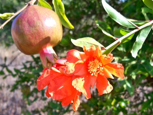 Punica granatum — photo 3