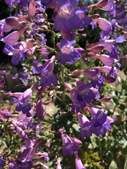 Penstemon spectabilis spectabilis