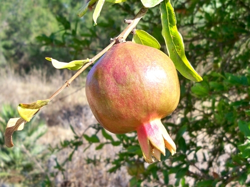 Punica granatum