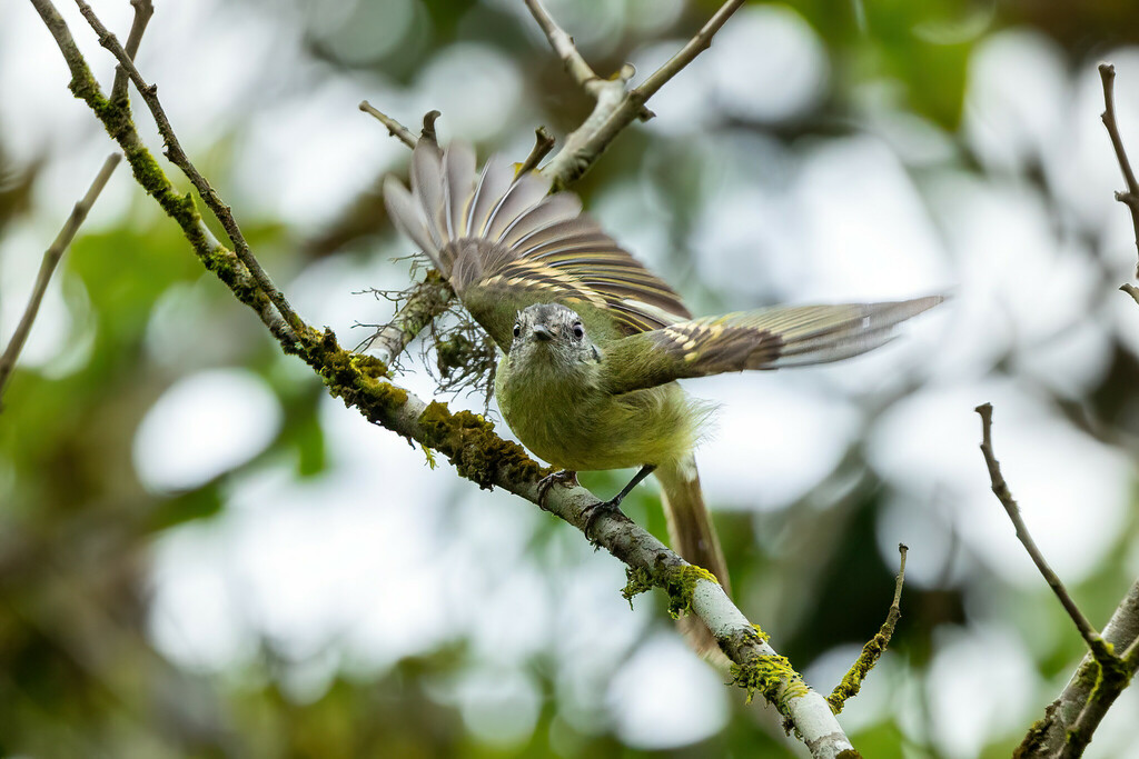 Slaty-capped Flycatcher (superciliaris)
