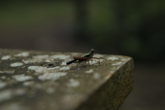 Scaria