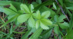 Potentilla canadensis