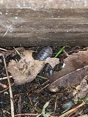 Armadillidium vulgare