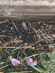 Armadillidium vulgare