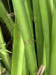 Zelus longipes