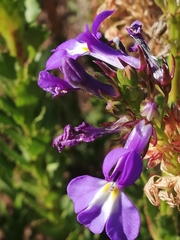 Lobelia valida