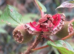 Melastoma sanguineum