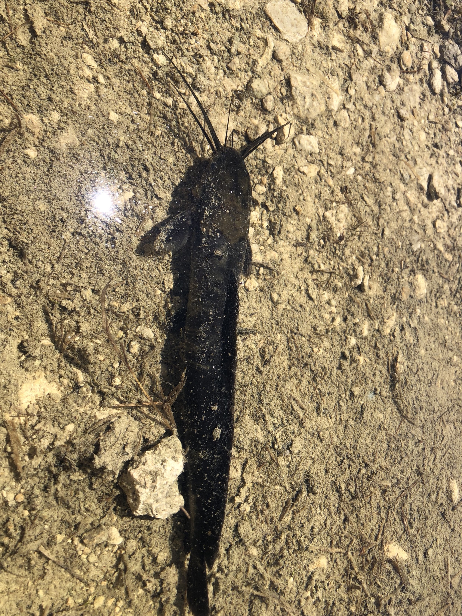 ปลาดุก, ปลาดุกด้าน, ปลาดุกน้ำจืด, aasia angersäga, albino walking fish, alimudan, ålmal, andeng, asiatisk vandrarmal, cá trèn trang, cá trê tráng, clarias catfish, climbing perch, freshwater catfish, froschwels, ikan lele, magur, walking catfish