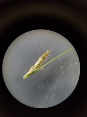 Carex subbracteata