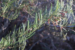 Acacia crassiuscula