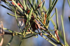 Acacia crassiuscula