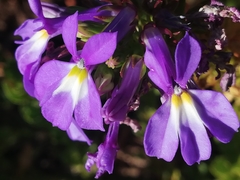 Lobelia valida