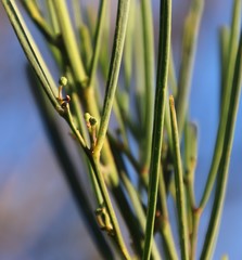 Acacia crassiuscula