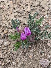 Astragalus shortianus