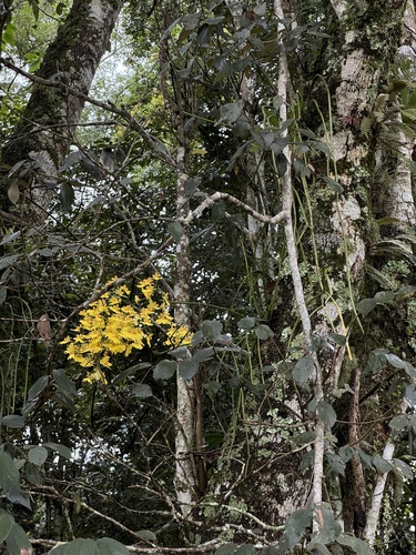 Gomesa varicosa, photograph 5