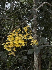 Gomesa varicosa, photograph (c) Pedro Alvaro Neves, some rights reserved (CC BY)