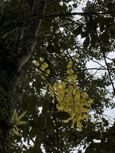 Gomesa varicosa, photograph 6